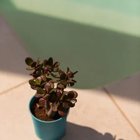 Benvenuti In Puglia Bed & Breakfast